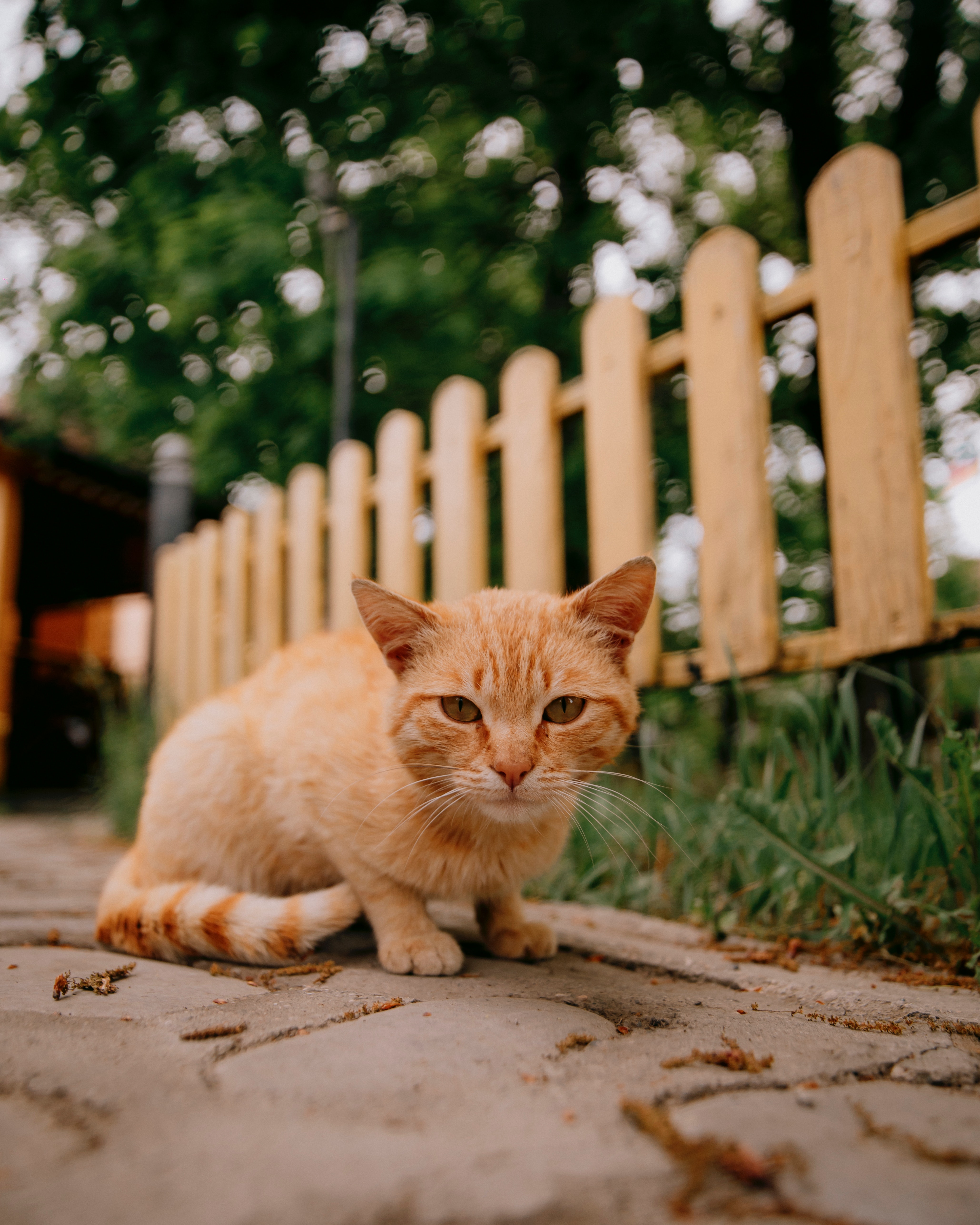 A stray cat sitting on a sidewalk